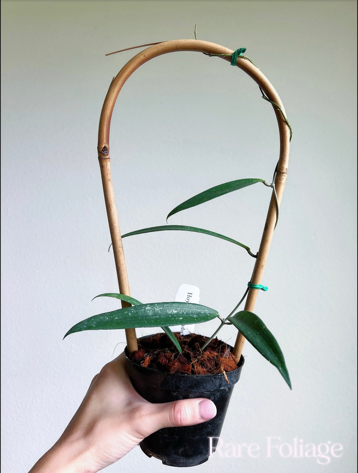 Hoya Rindu Rafflesia 4