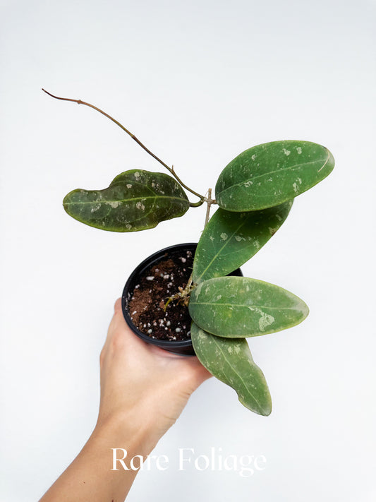 Hoya Rintzii Borneo 4"
