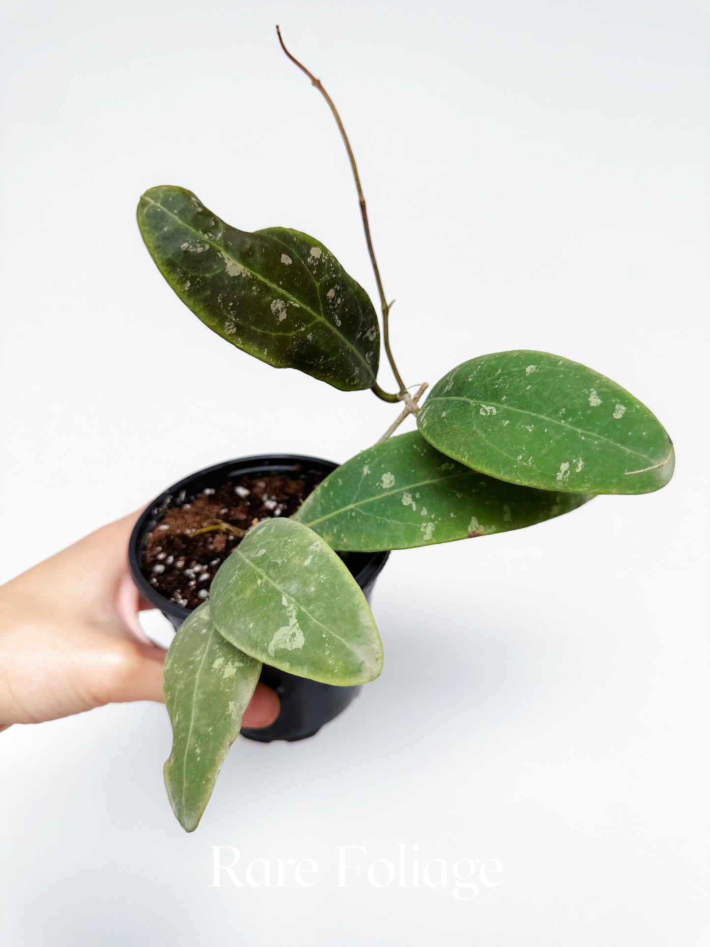 Hoya Rintzii Borneo 4"