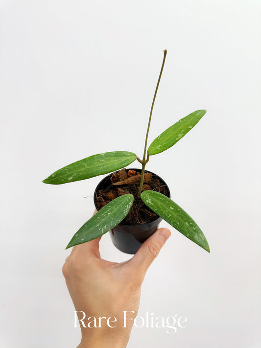 Hoya sp. SR 2007-13 (From Loei Province) 3”