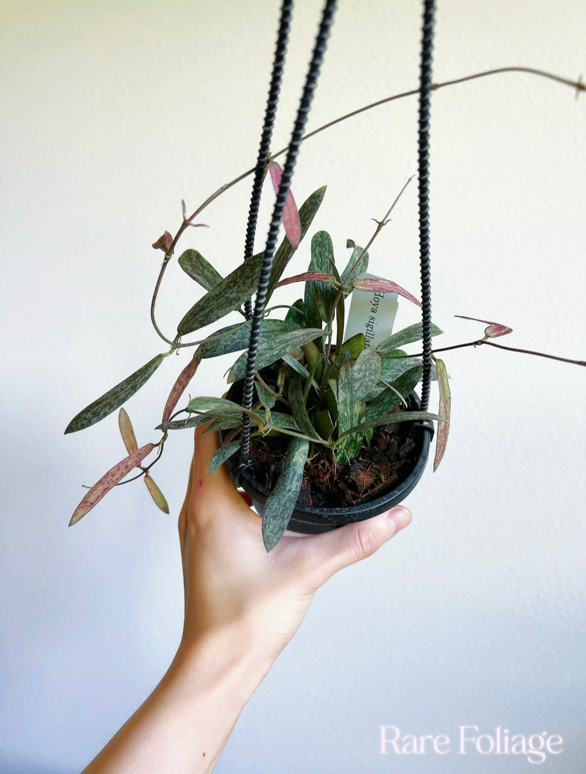 Hoya Sigillatis 4" Hanging Basket