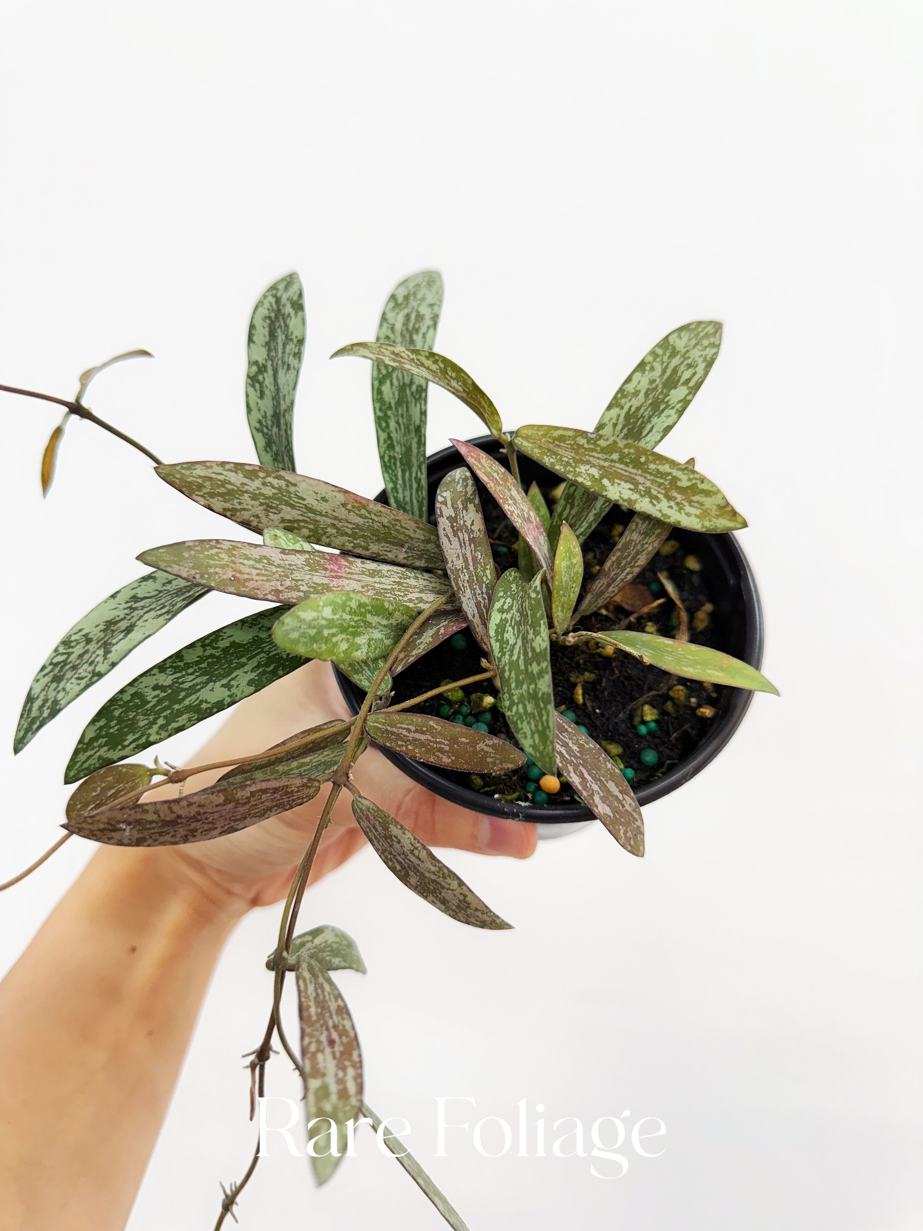 Hoya Sigillatis - Thumbnail 5