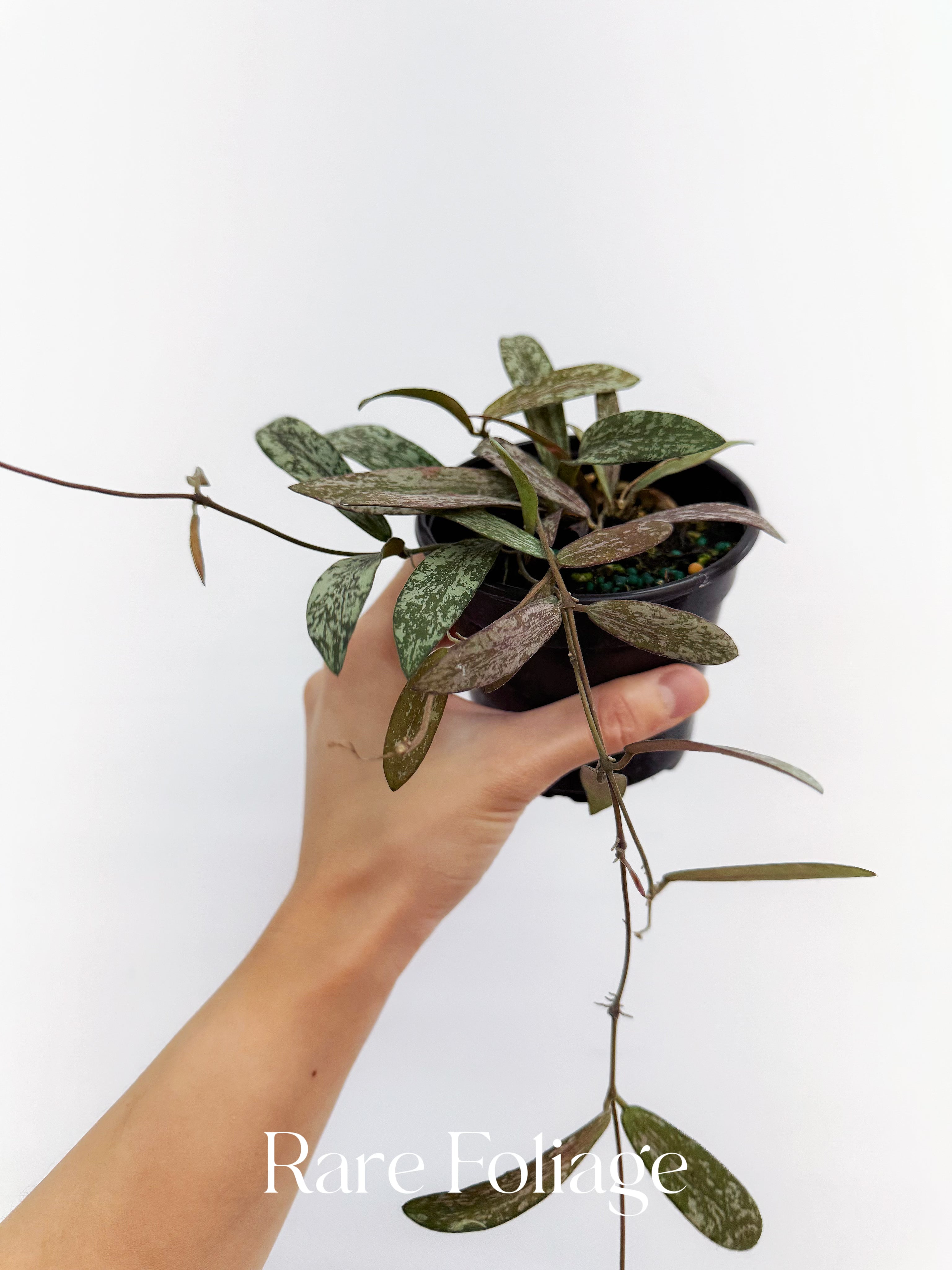 Hoya Sigillatis - Thumbnail 3