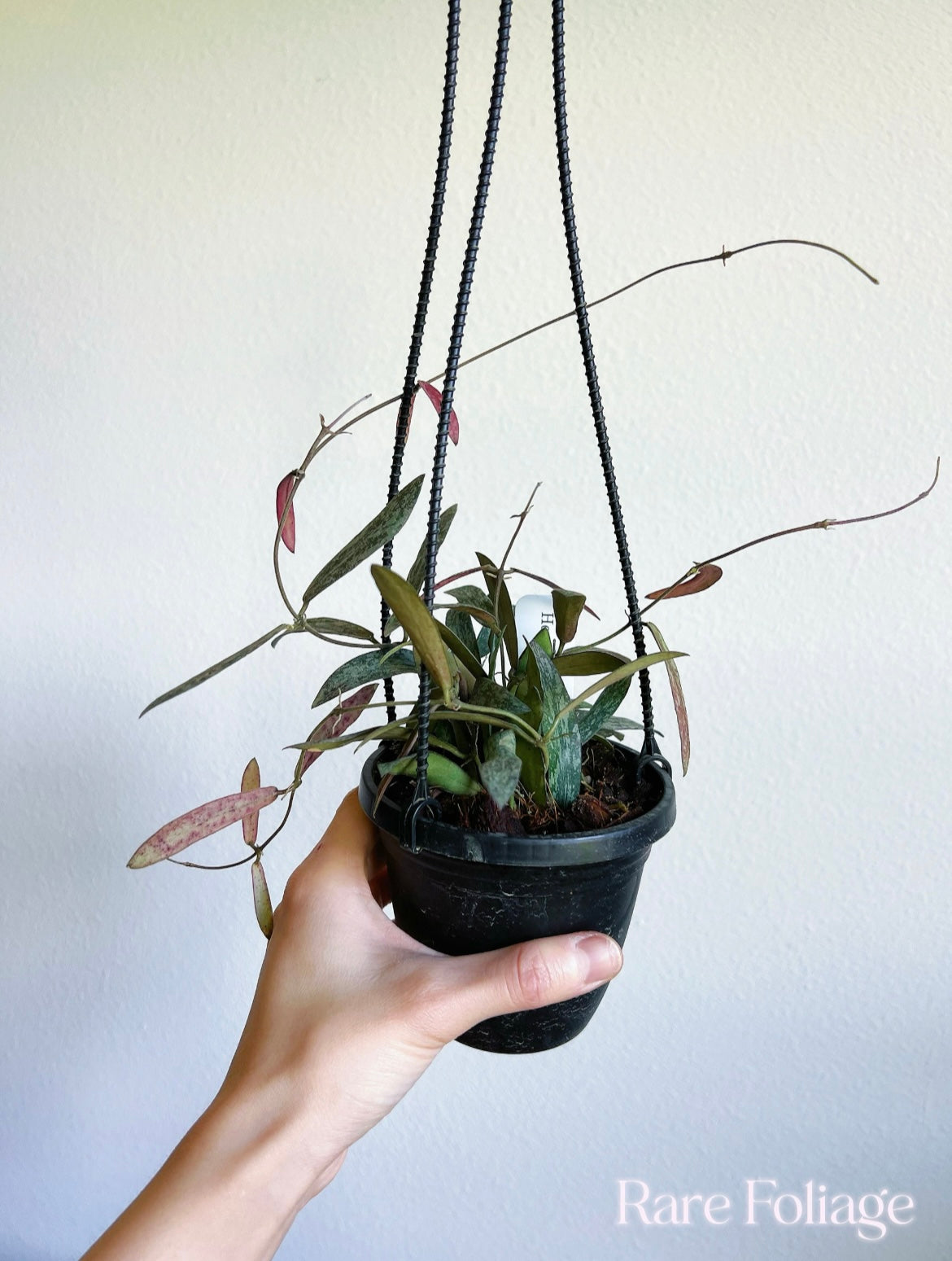 Hoya Sigillatis 4" Hanging Basket