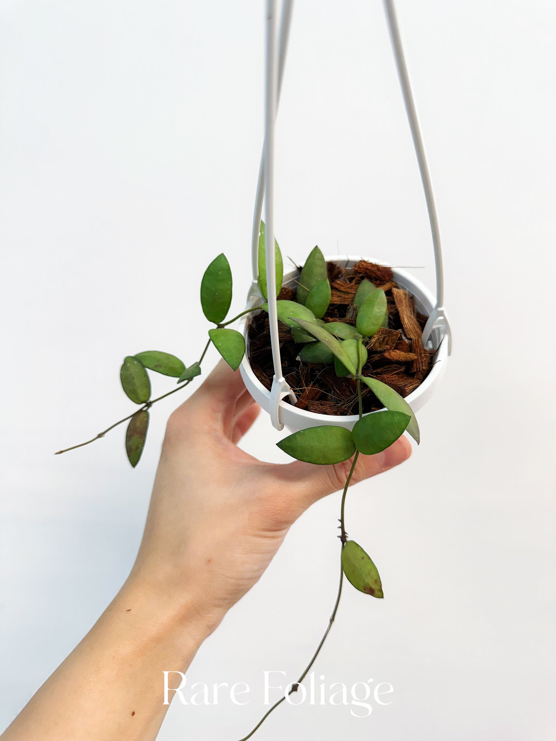 three hanging plants Hoya Sigillatis Alas River 3" Hanging Basket – Rare Foliage Plant Co