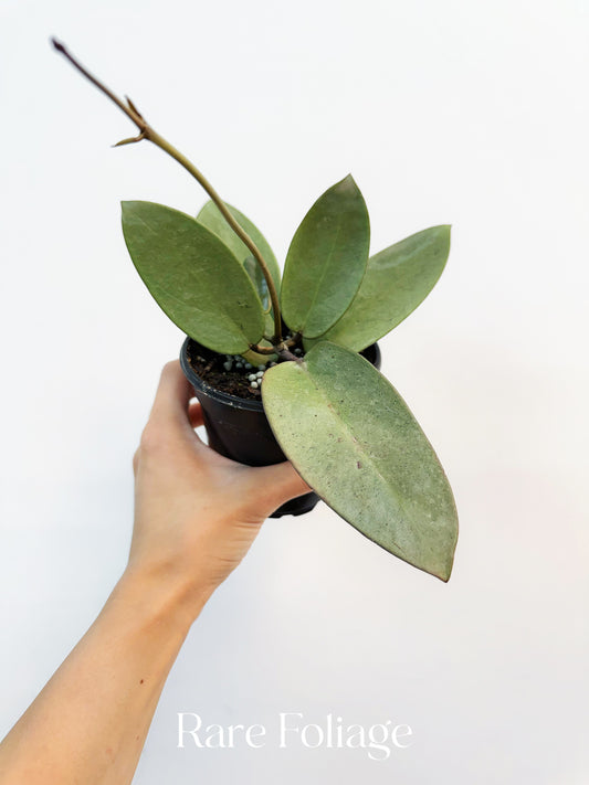 Hoya Silver Dollar 4”