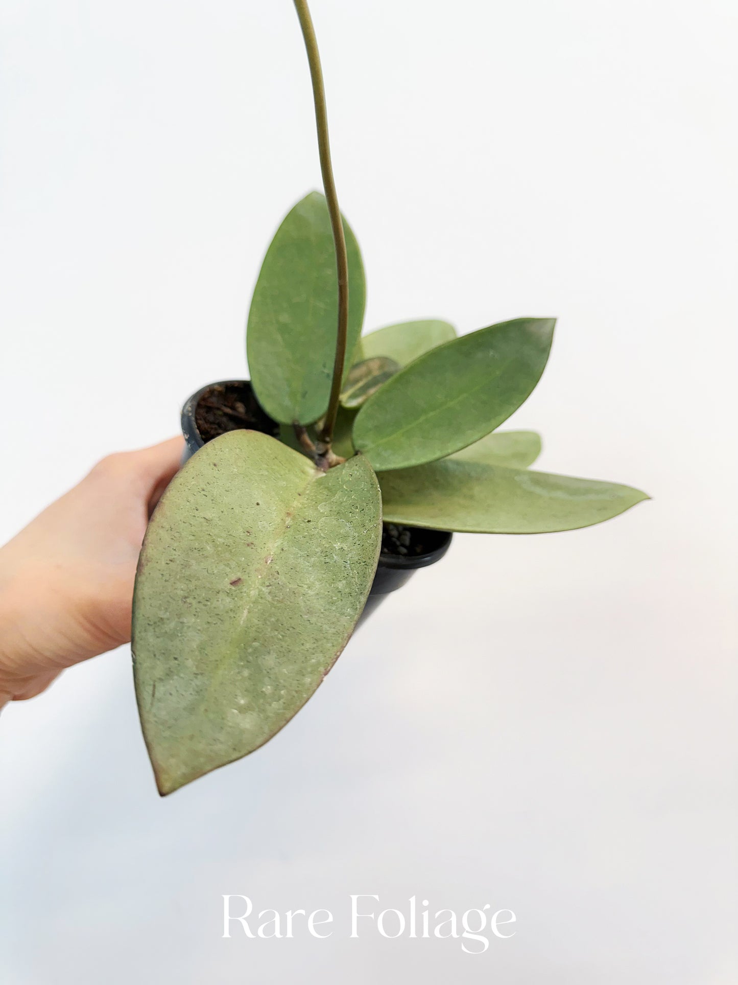 Hoya Silver Dollar 4”