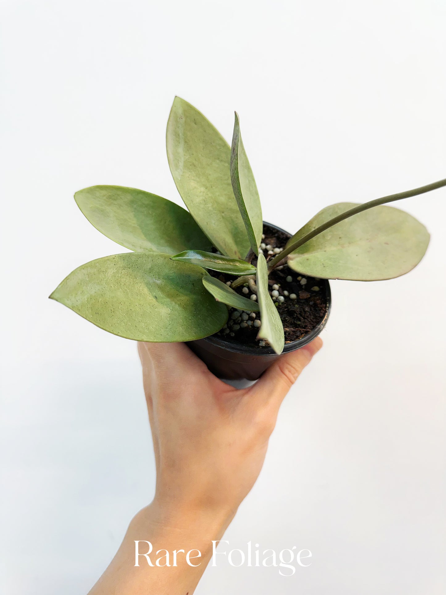 Hoya Silver Dollar 4”