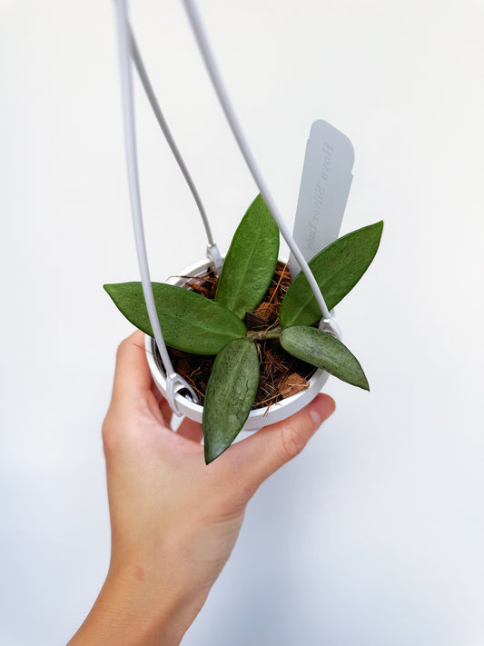 Hoya Silver Lady 3" Hanging Basket