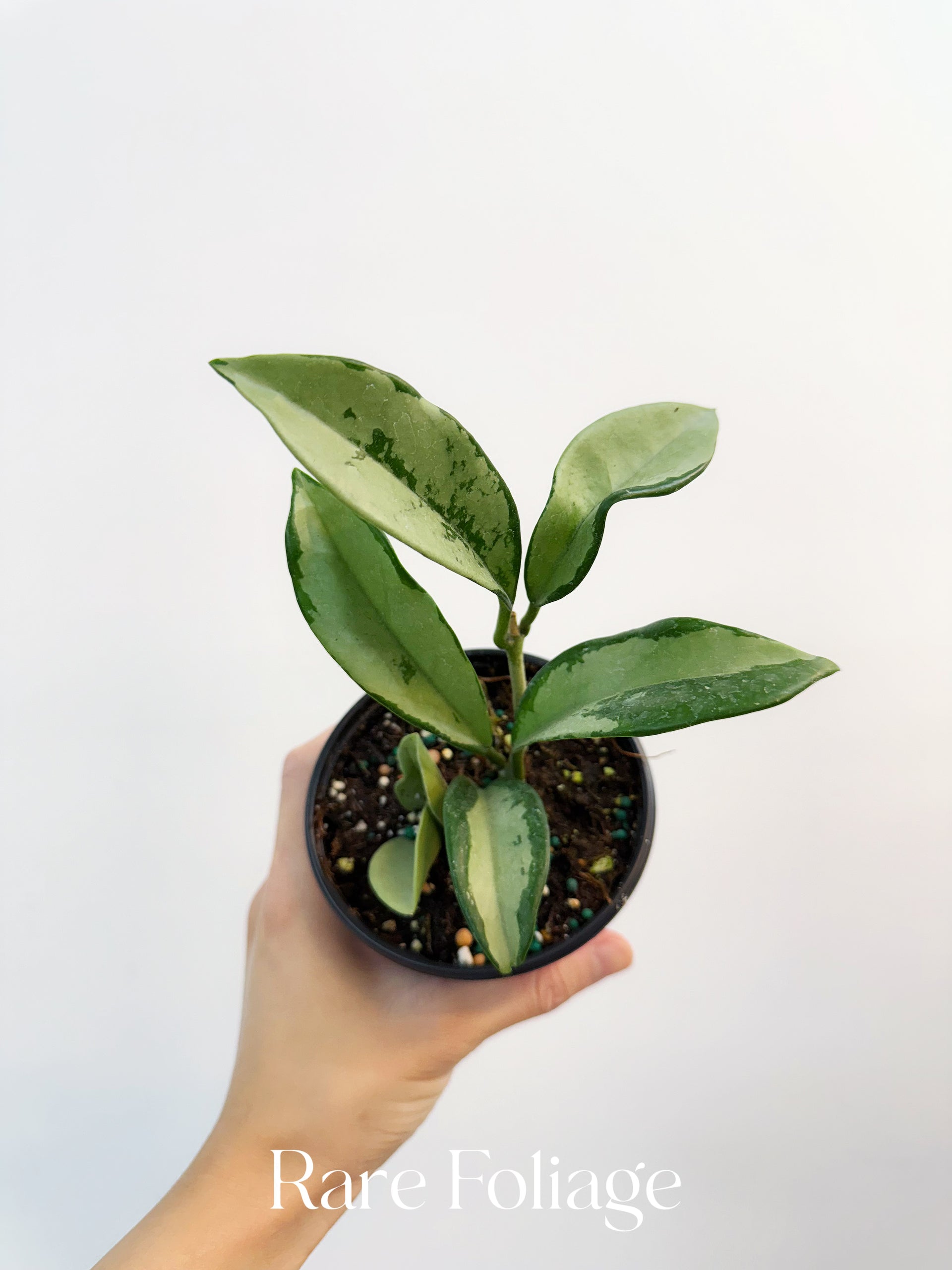 Hoya AH 047 Silver Moon 4” – Rare Foliage Plant Co