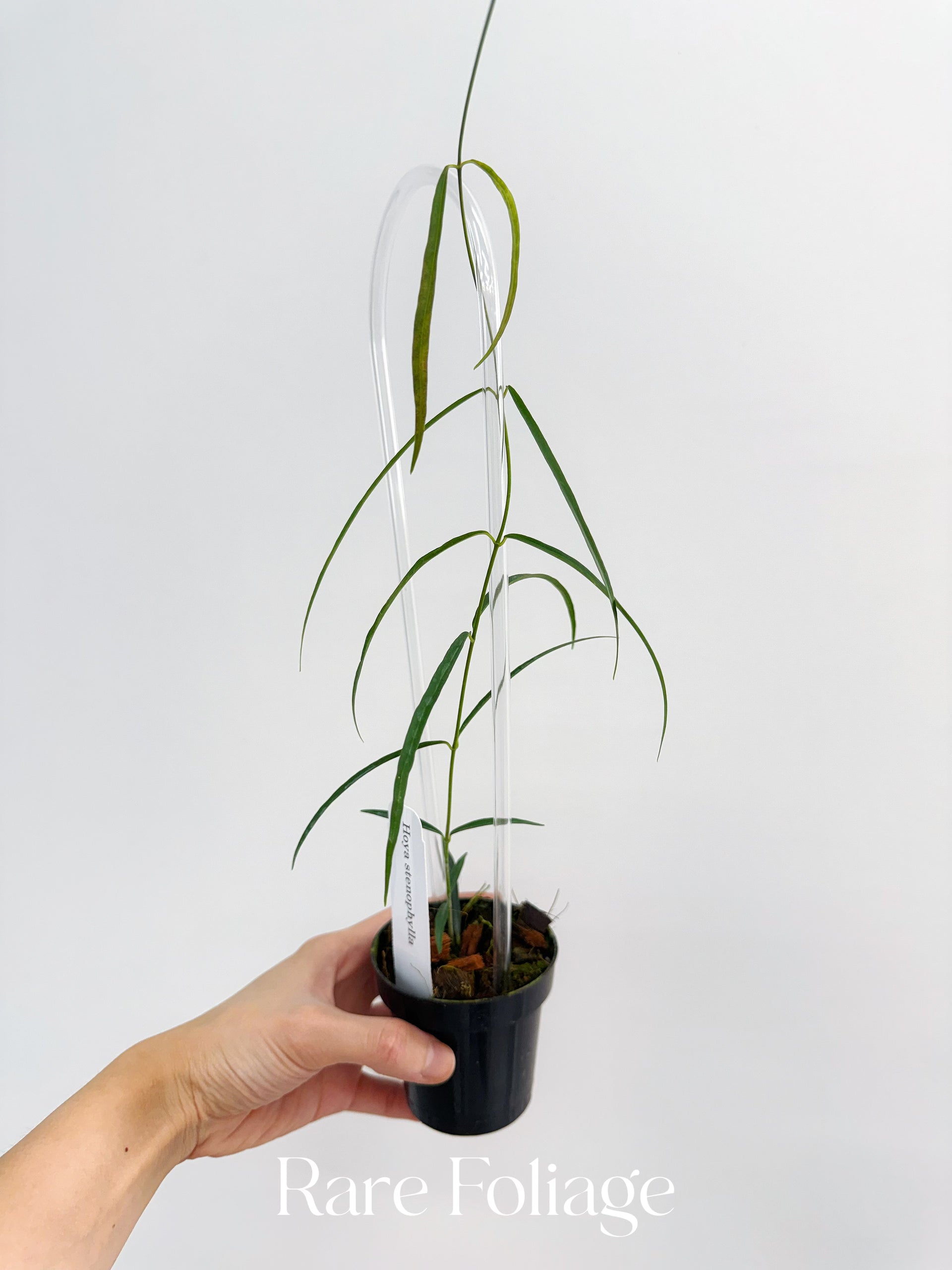 HoyaStenophylla1.heic?v=