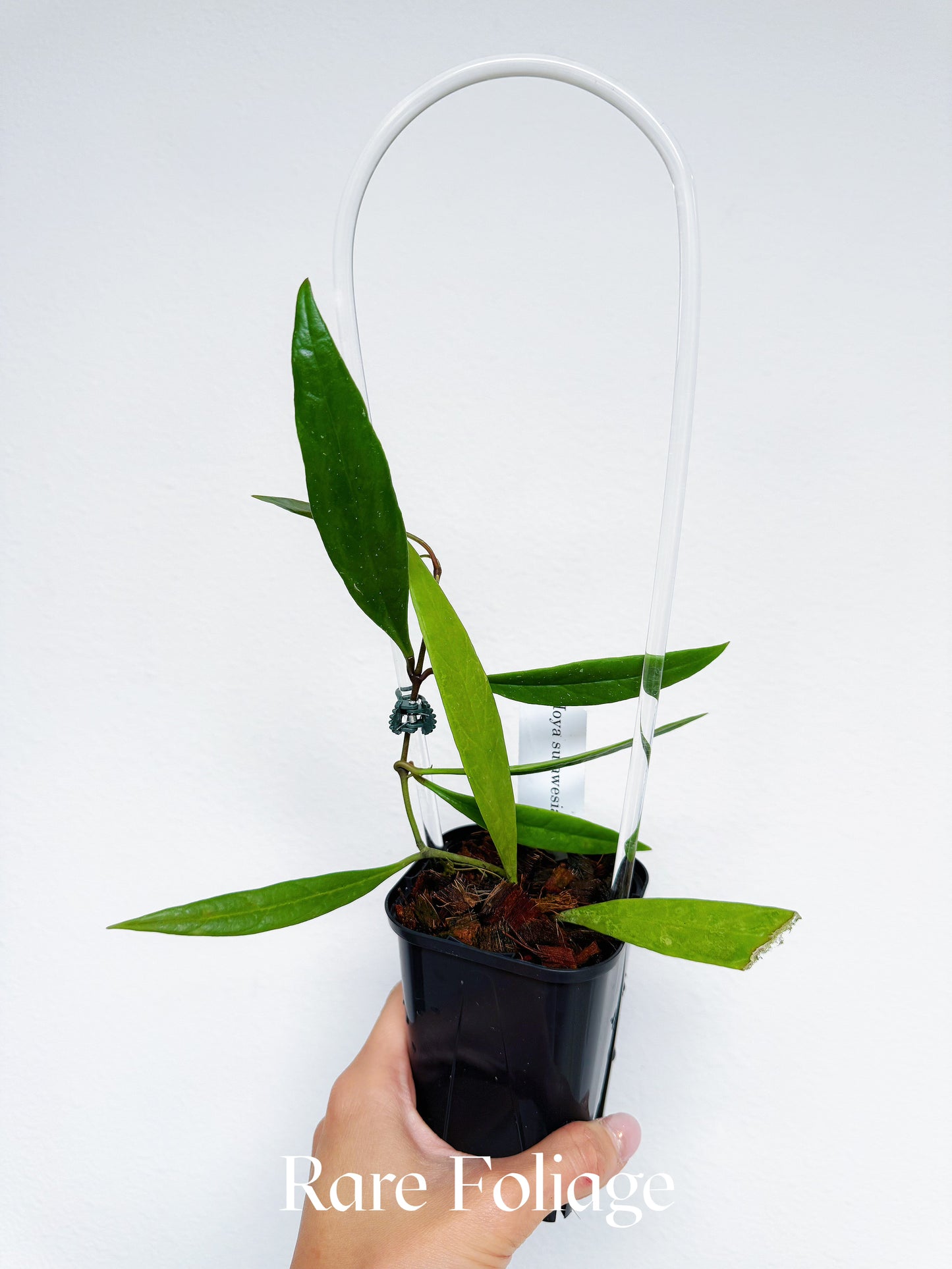 Hoya Sulawesiana 3"
