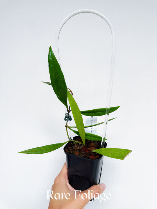 Hoya Sulawesiana 3"