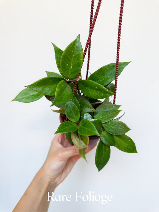 Hoya Sunrise 4" Hanging Basket