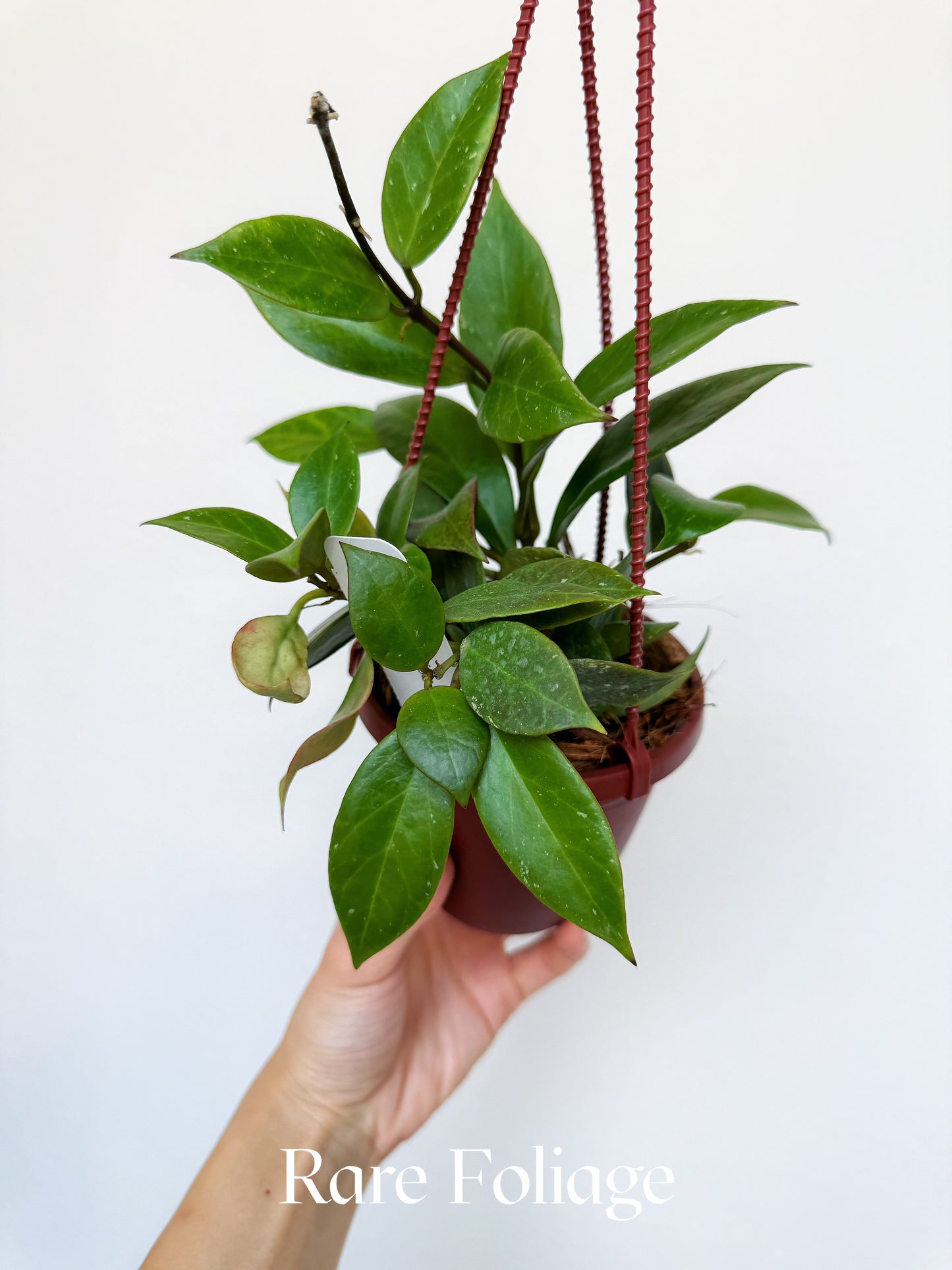 Hoya Sunrise 4" Hanging Basket