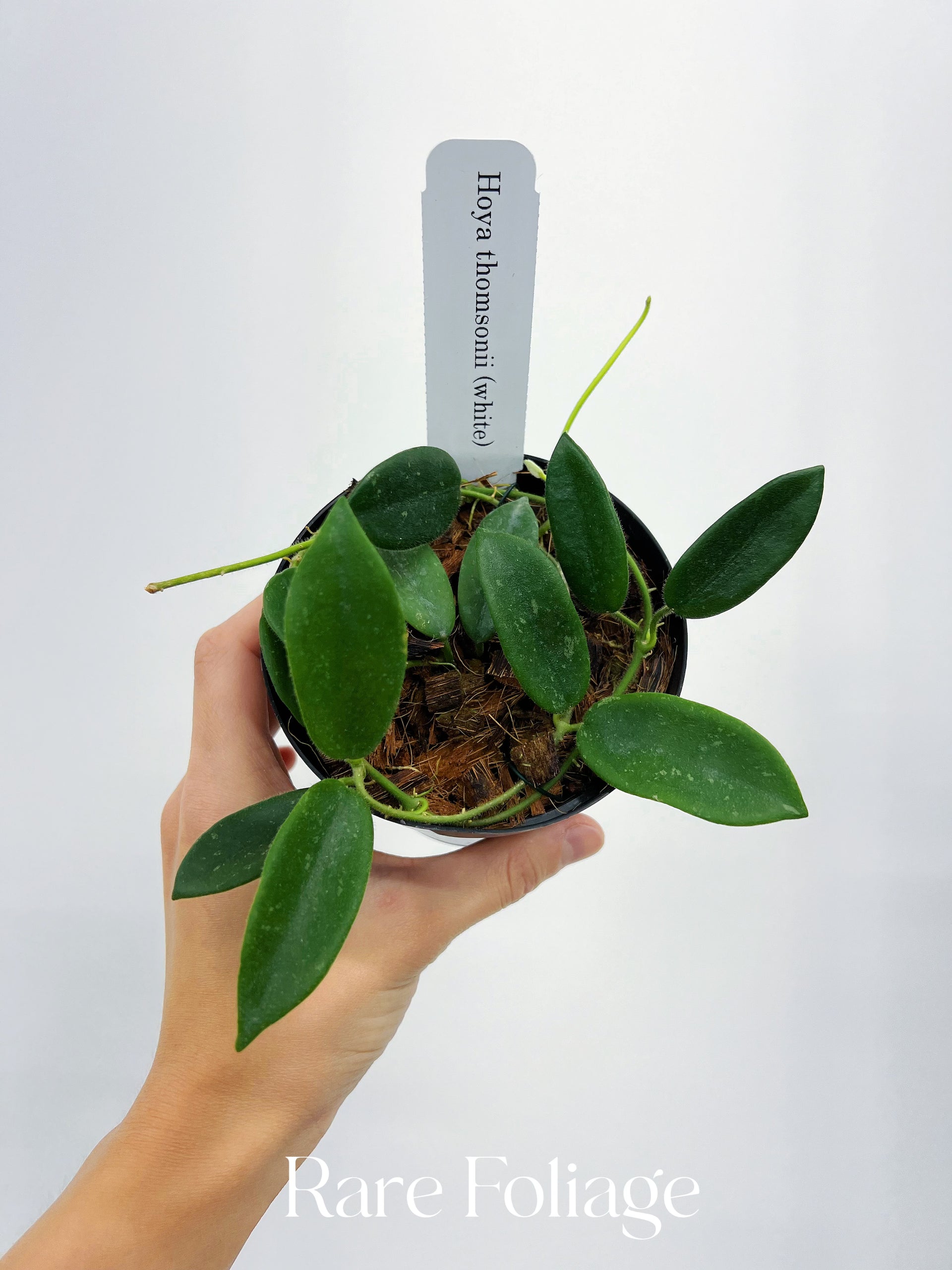 Hoya Thomsonii White Flower 4” – Rare Foliage Plant Co