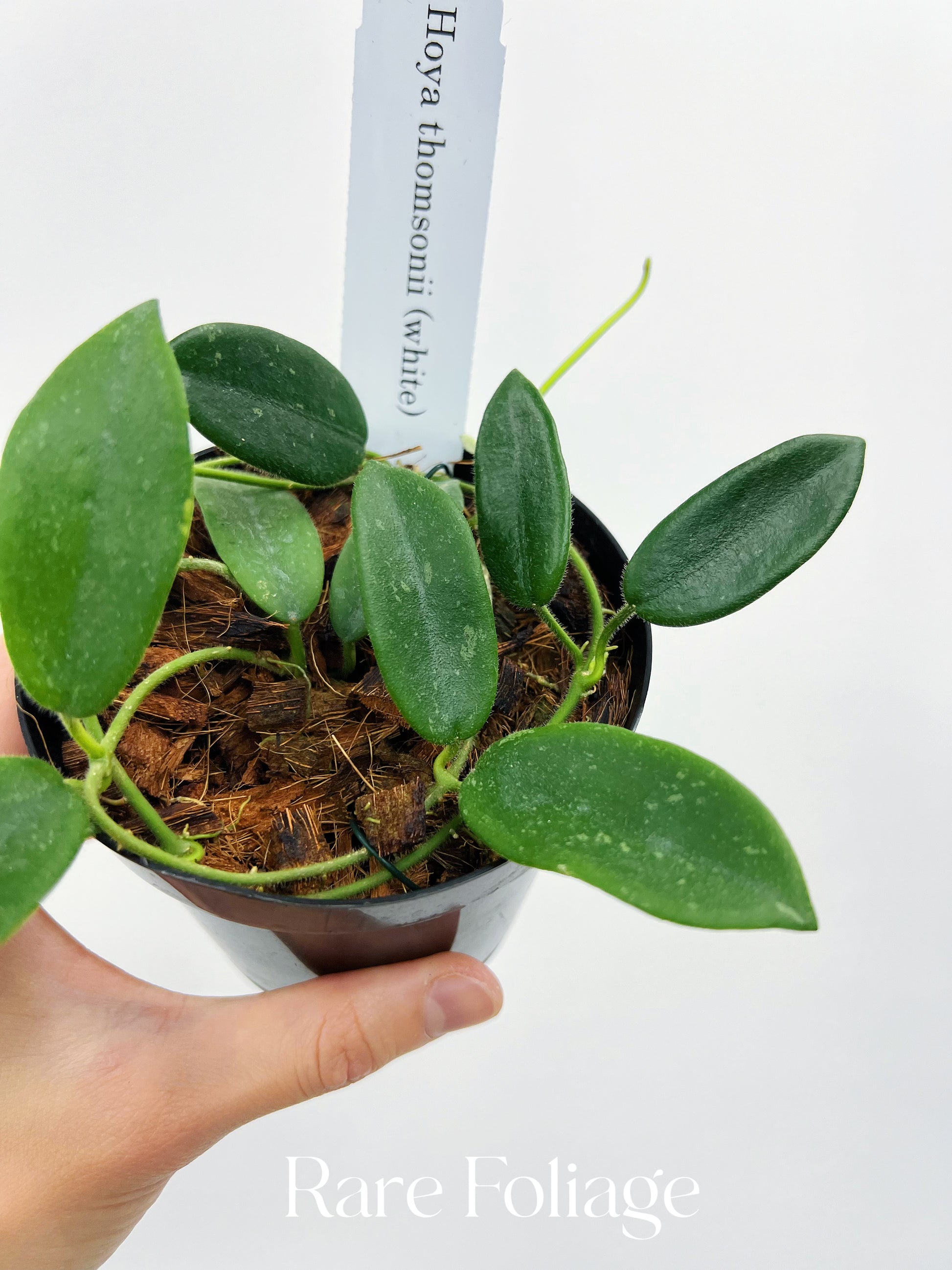 Hoya Thomsonii White Flower 4” – Rare Foliage Plant Co Hoya Thomsonii White Flower 4” – Rare Foliage Plant Co