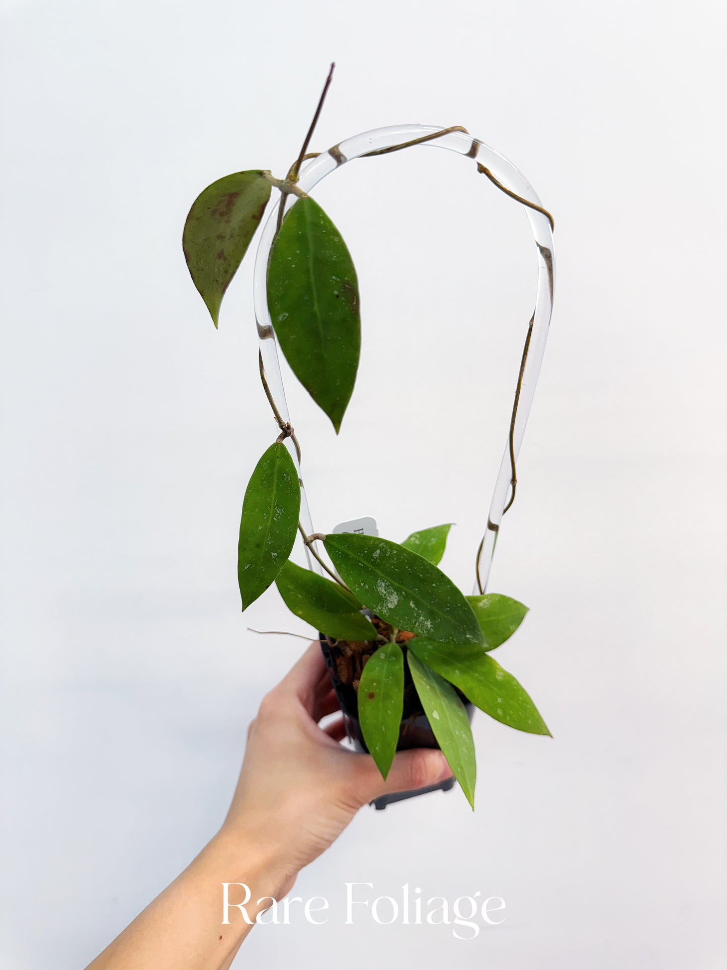 Hoya UT-168 3”