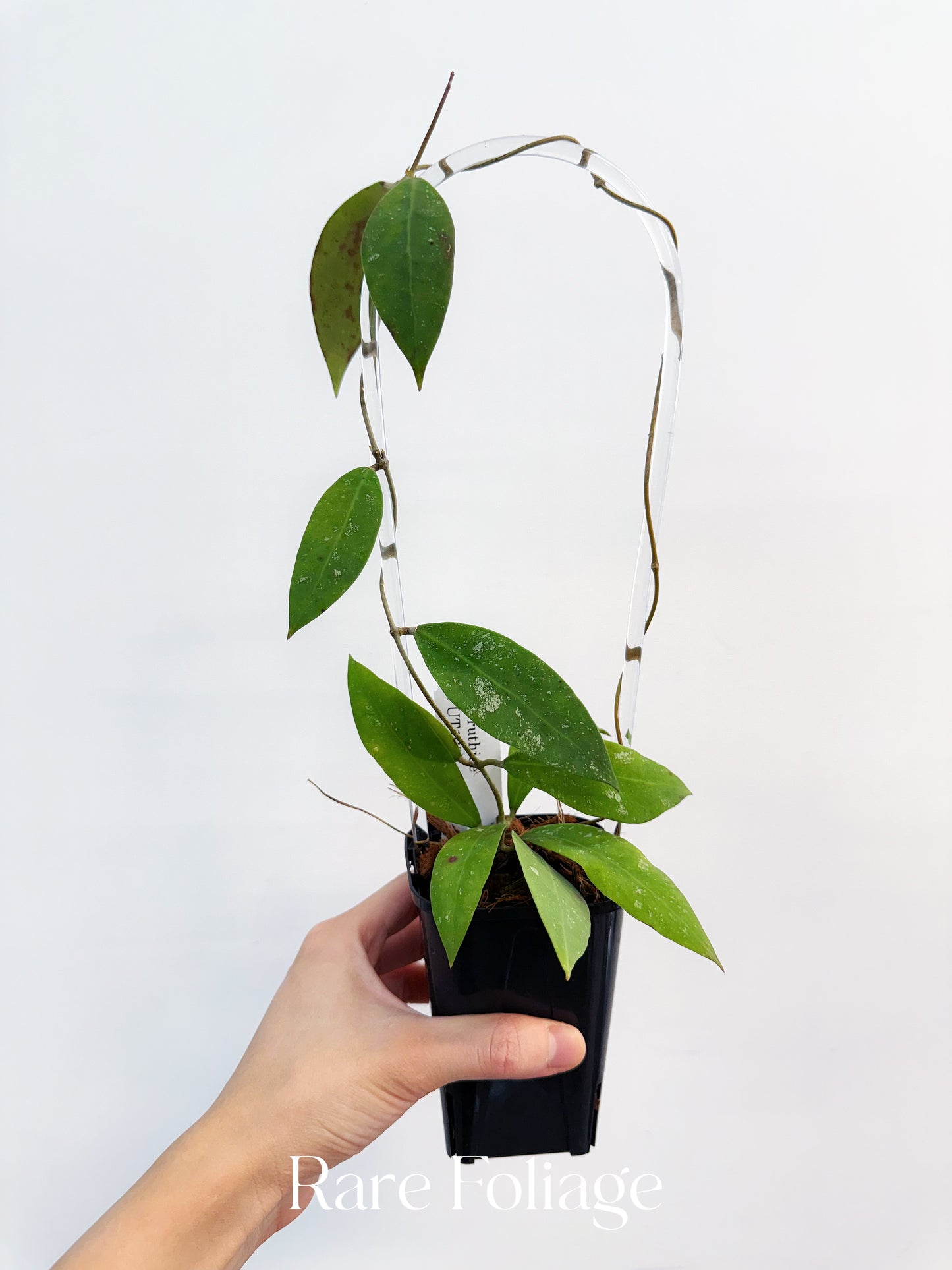 Hoya UT-168 3”