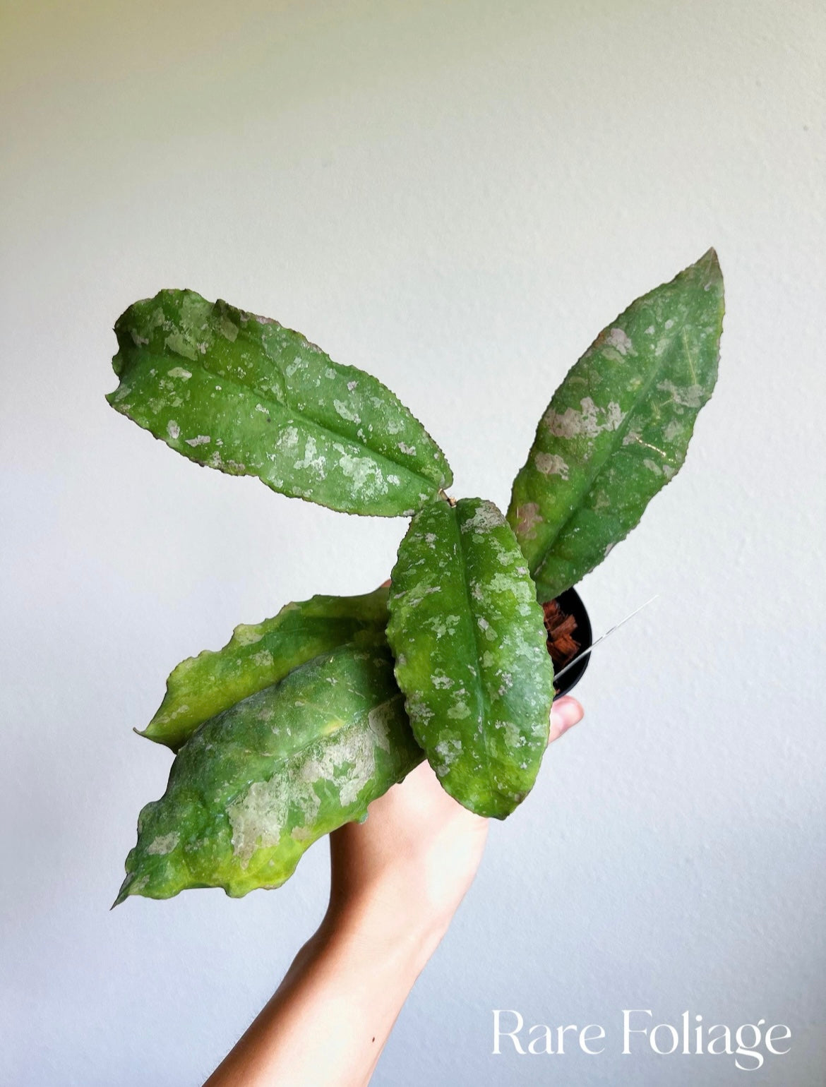 Hoya Undulata 3"