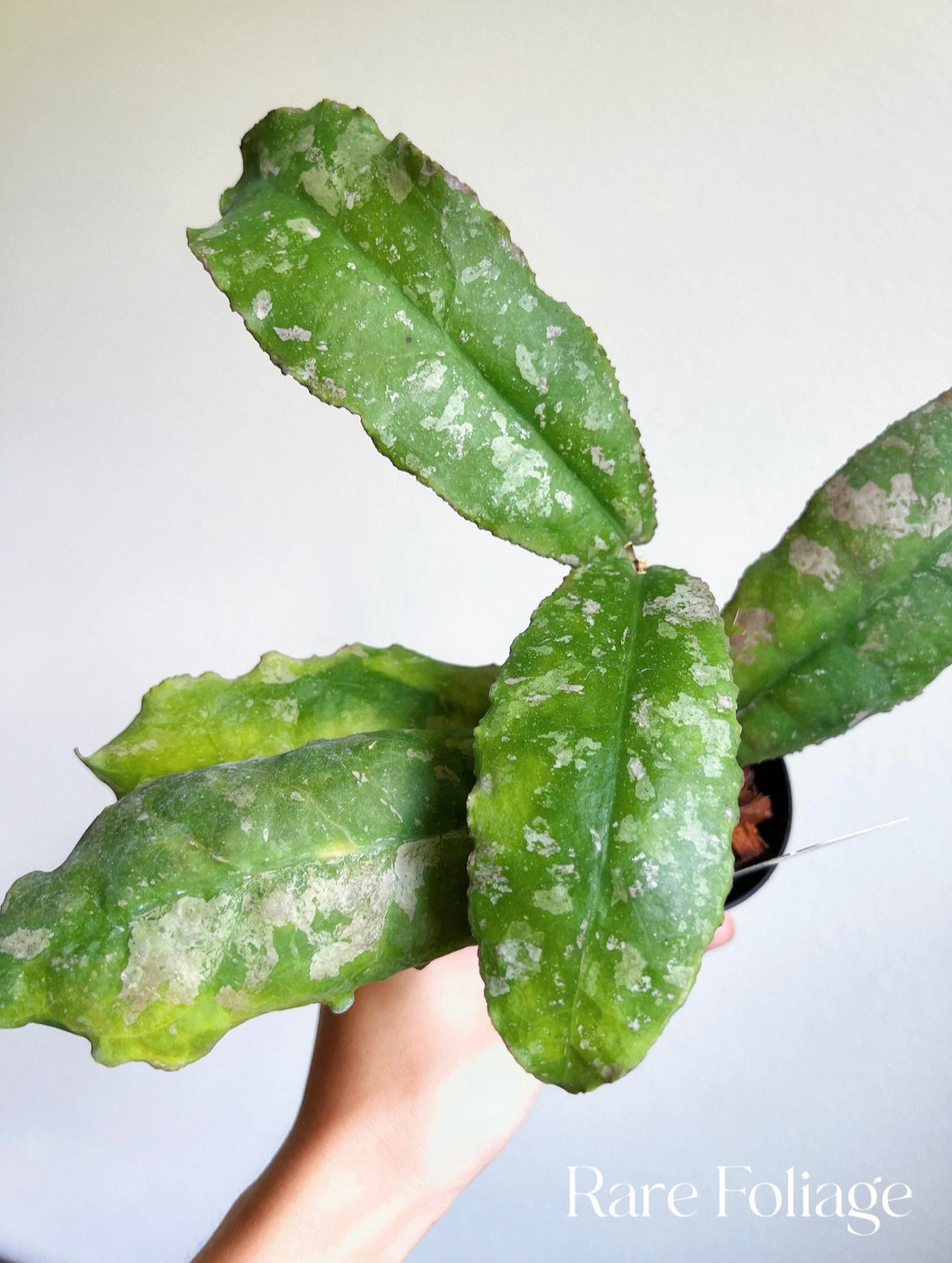 Hoya Undulata 3"