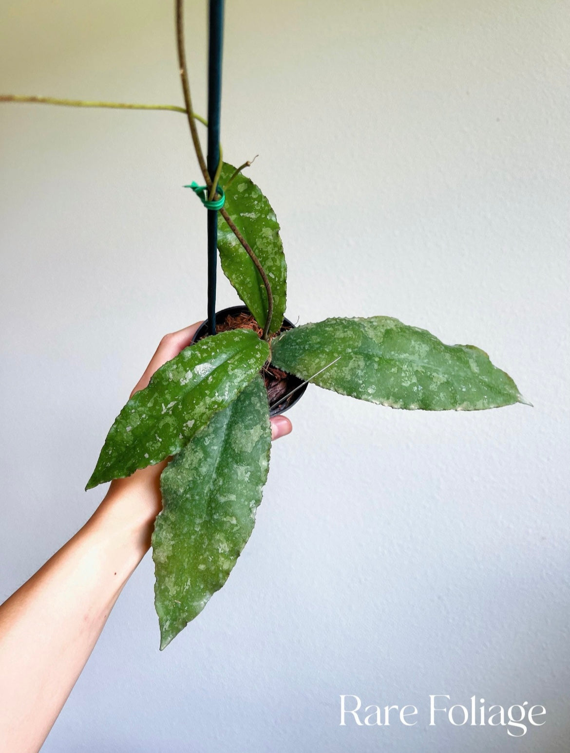 Hoya Undulata 3"