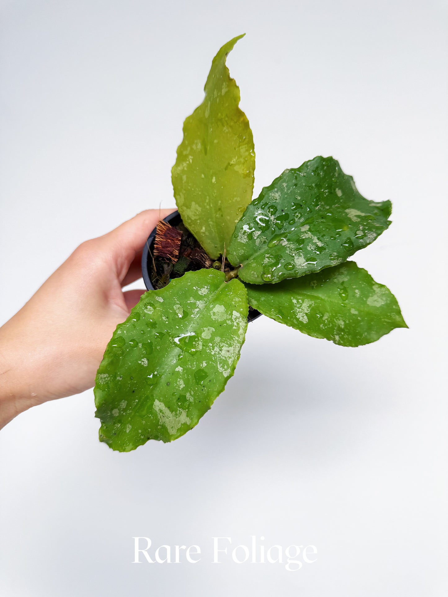 Hoya Undulata 3‘’