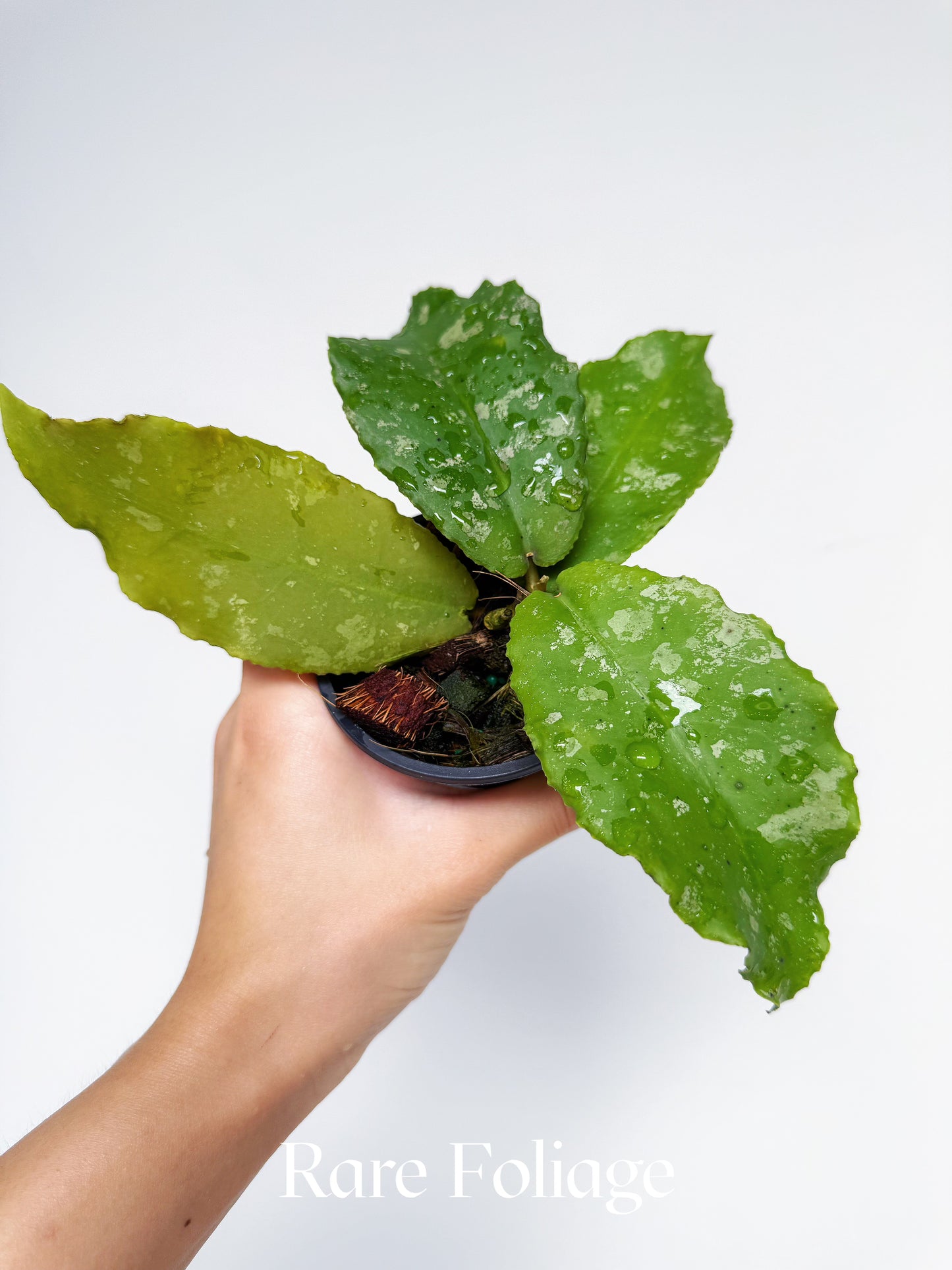 Hoya Undulata 3‘’