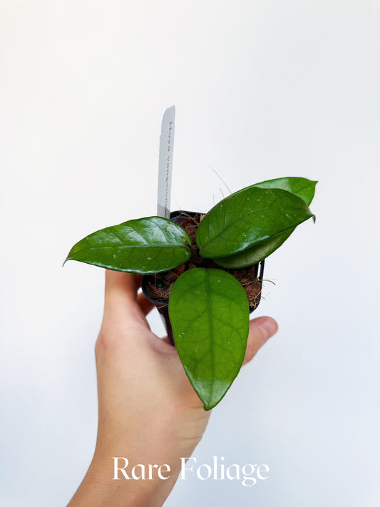 Hoya Vangviengiensis 3"