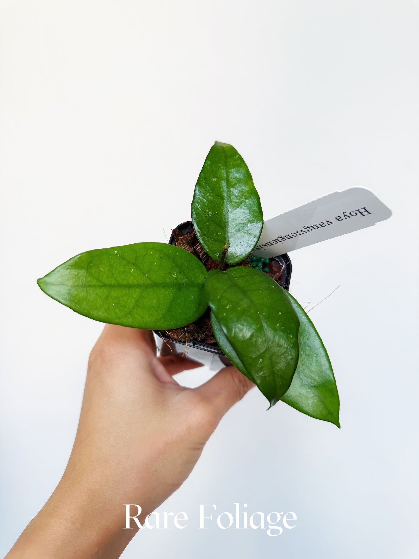 Hoya Vangviengiensis 3"