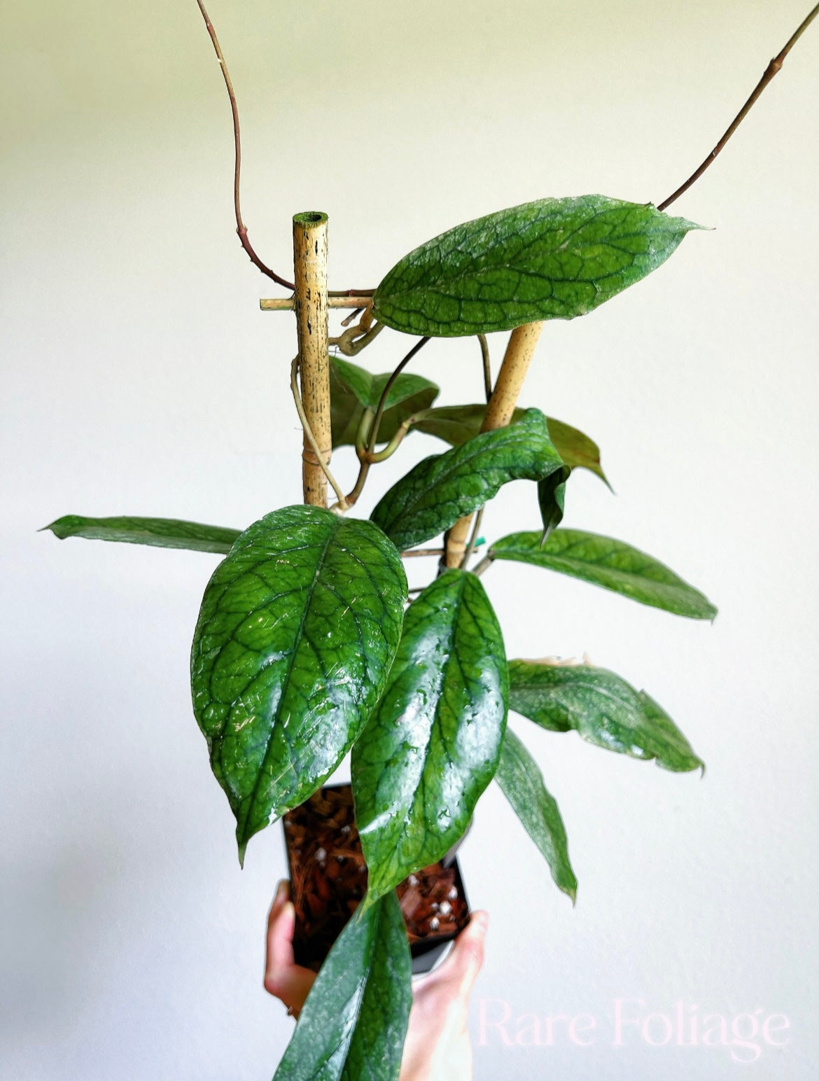 Hoya Vitellinoides Trellis 4"