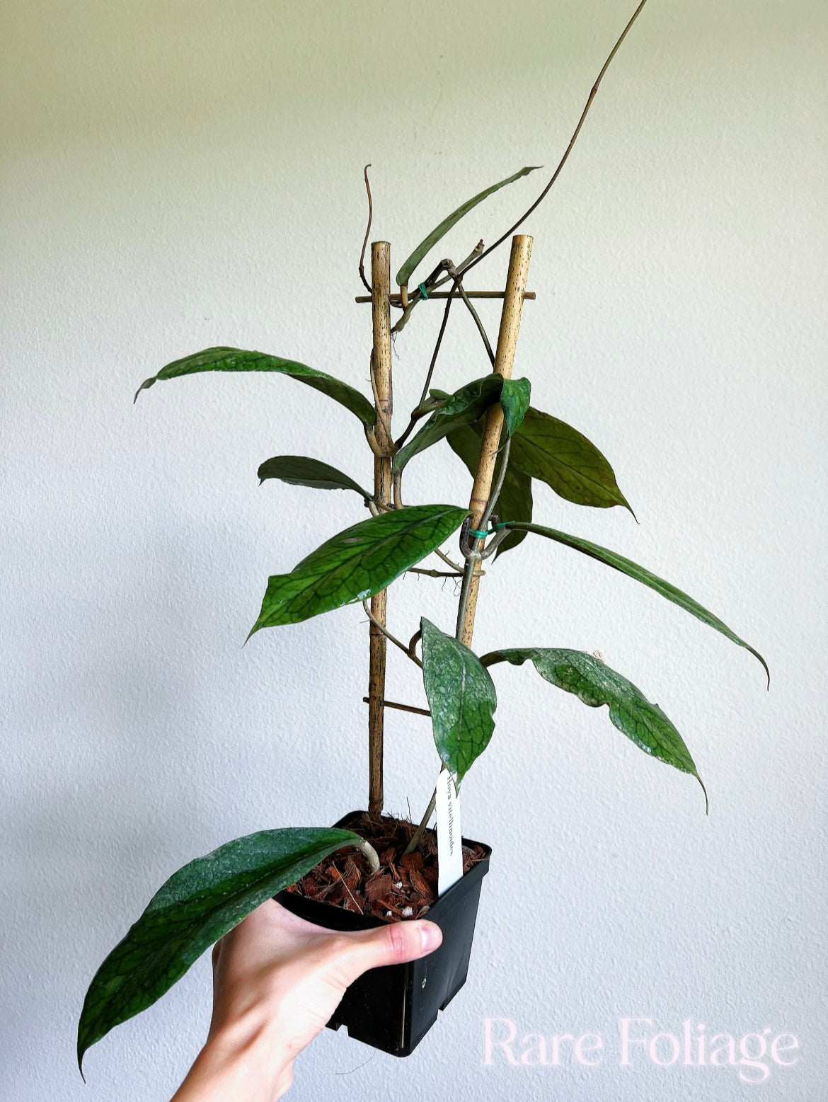 Hoya Vitellinoides Trellis 4"