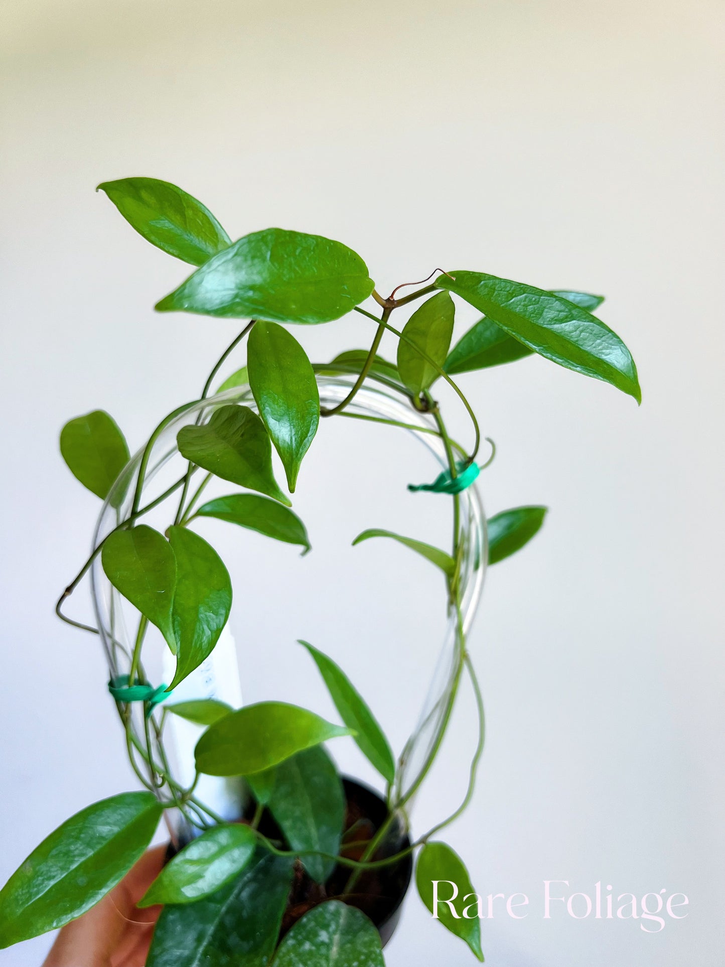 Hoya Vitiensis Trellis 3"