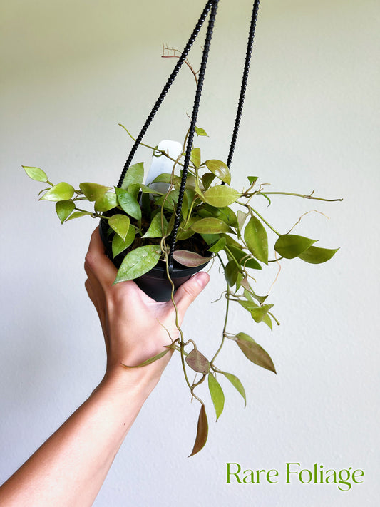 Hoya Walliana 4" Hanging Basket