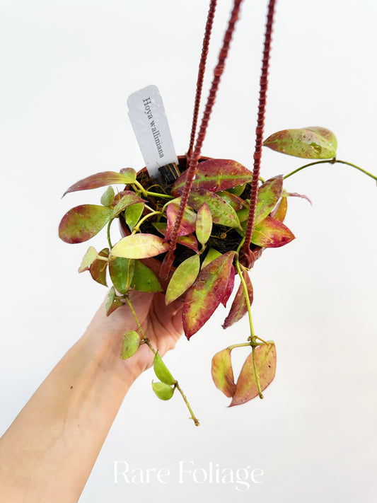 Hoya Walliana 4" Hanging Basket (Sunstressed Red)
