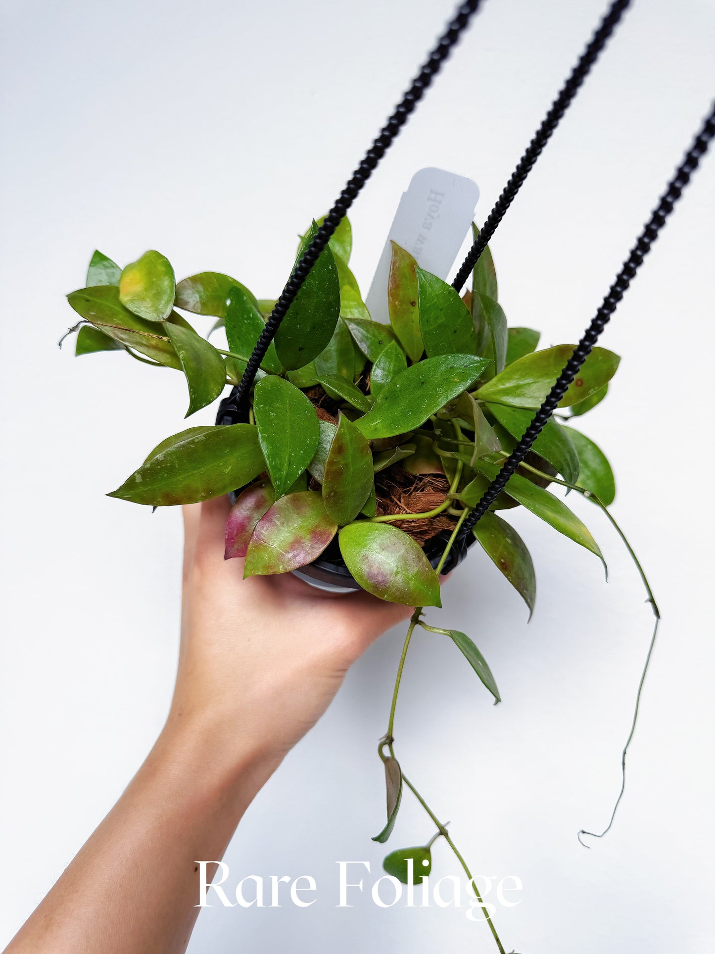 Hoya Walliana 4"
