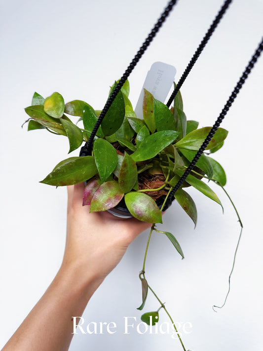 Hoya Walliana 4"