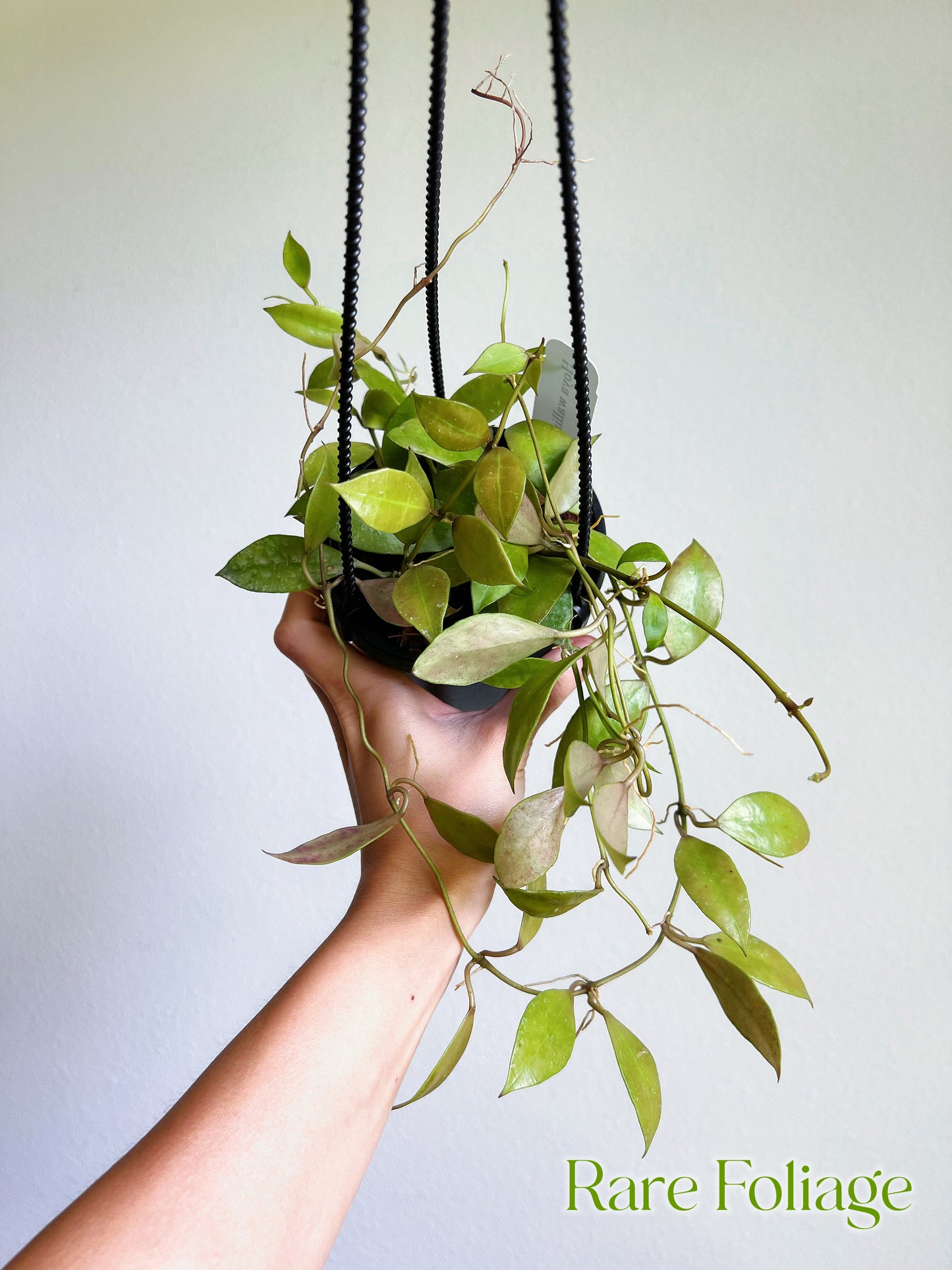 Hoya Walliana 4" Hanging Basket