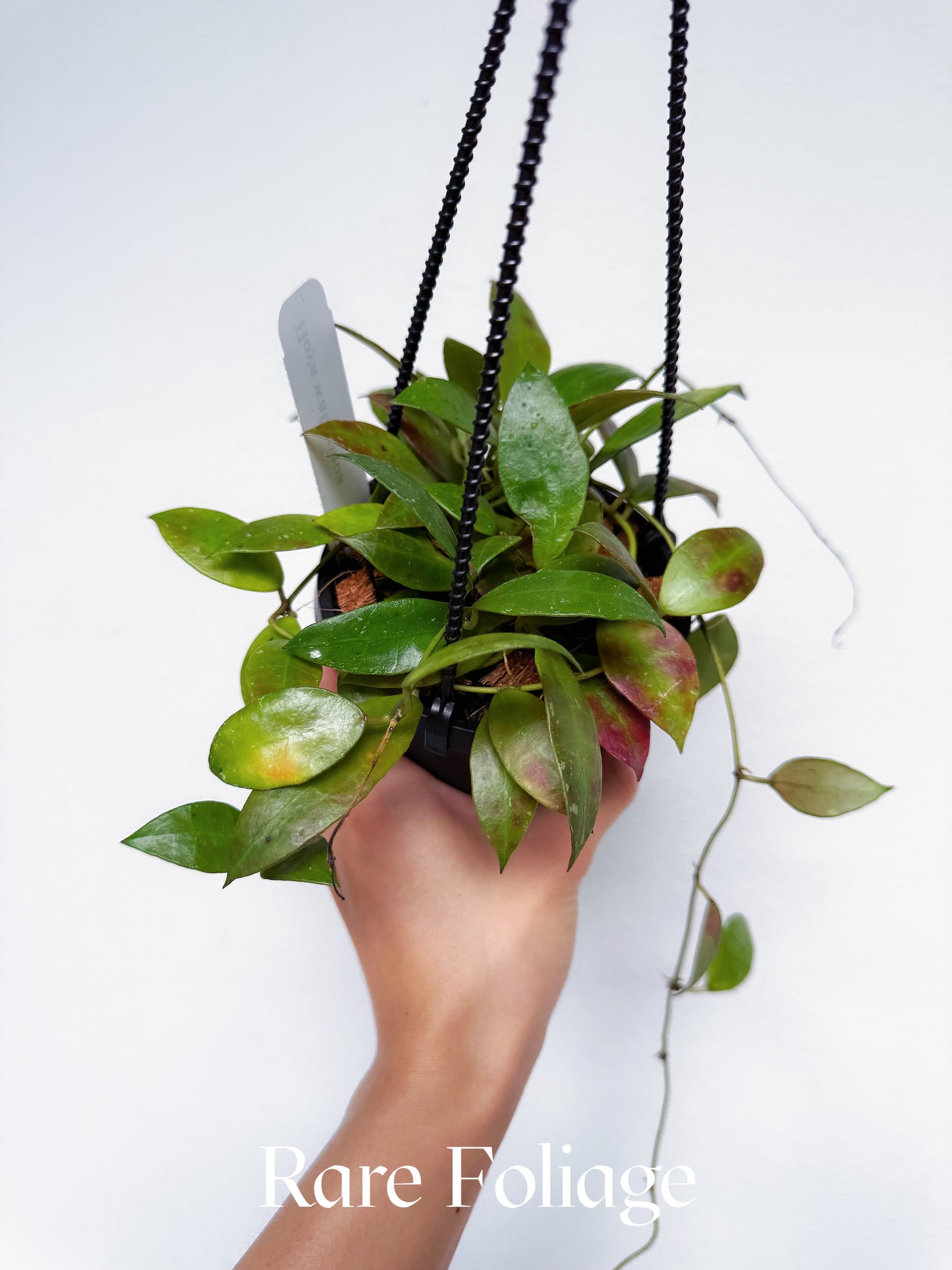 Hoya Walliana 4"