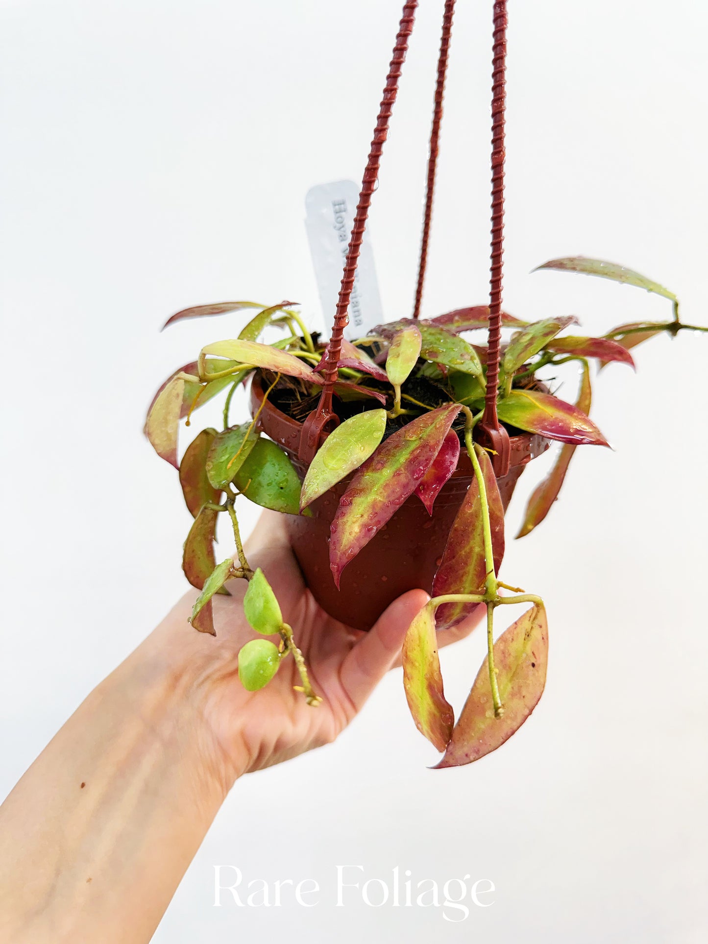 Hoya Walliana 4" Hanging Basket (Sunstressed Red)