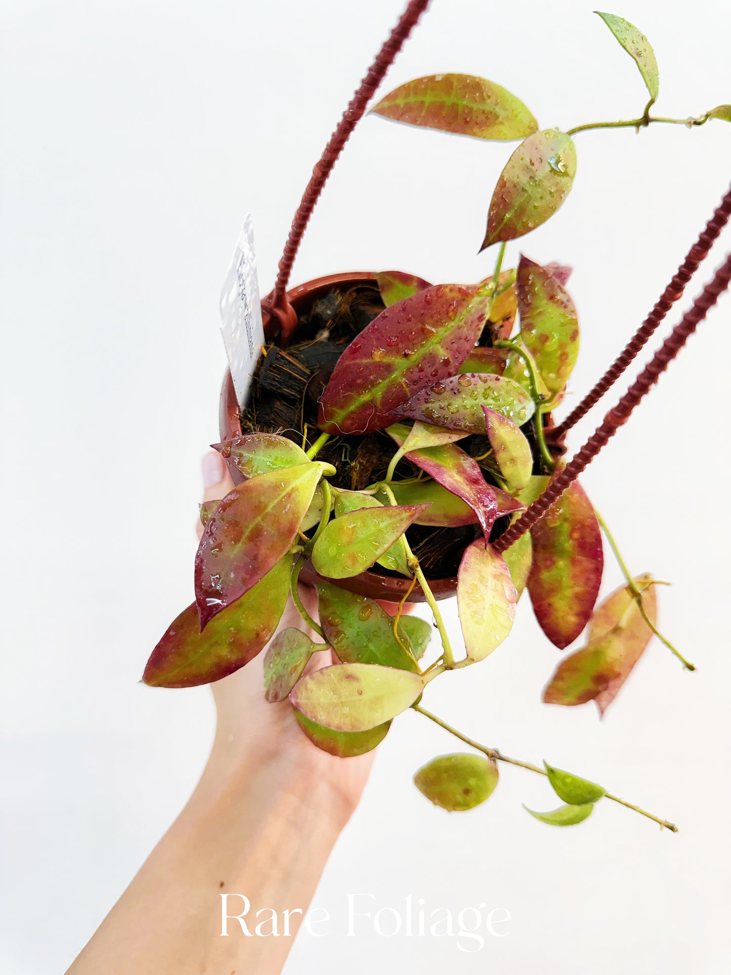 Hoya Walliana 4" Hanging Basket (Sunstressed Red)