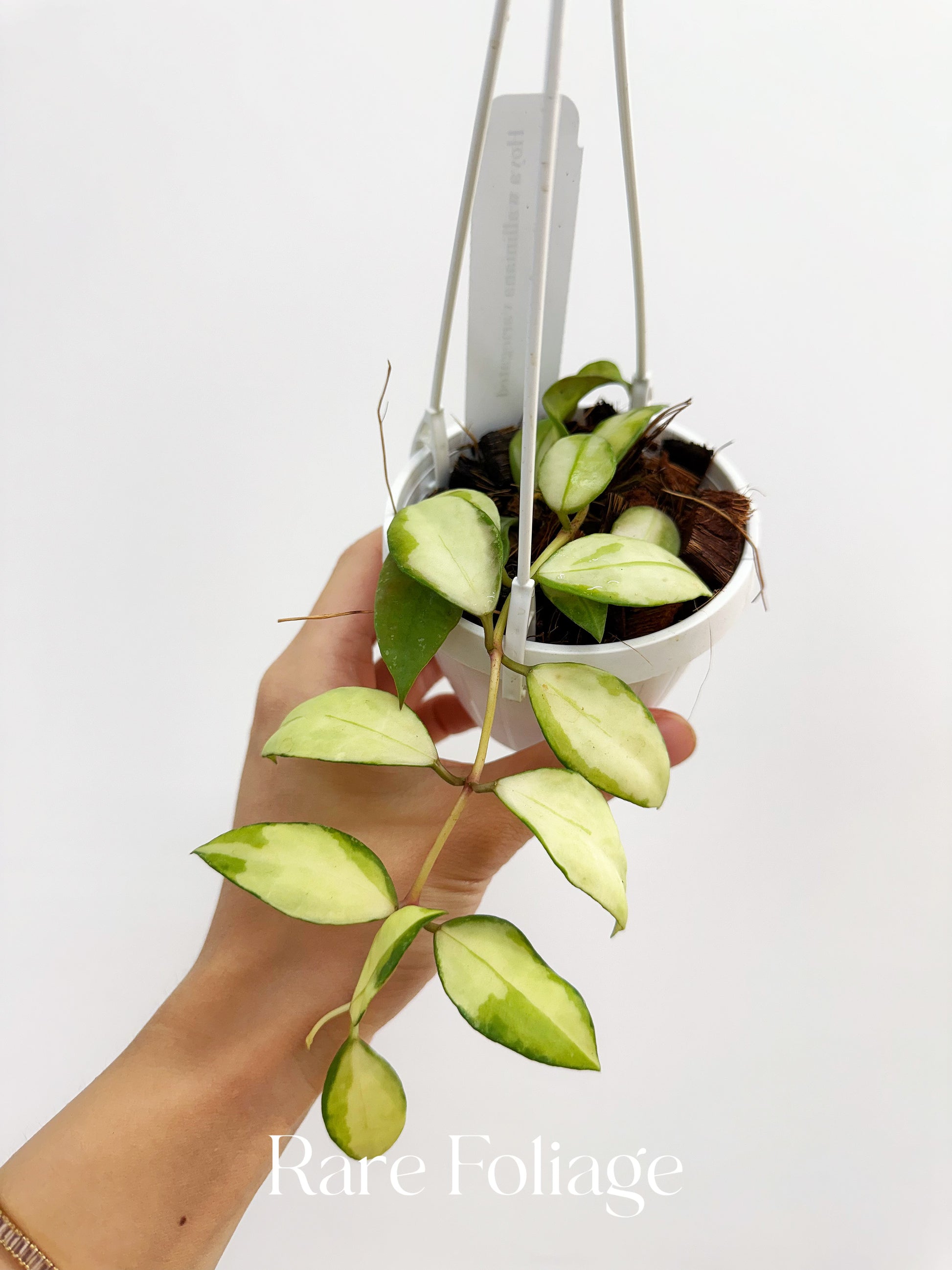 hoya hanging plant Hoya Walliana Variegated 3" Hanging Basket – Rare Foliage Plant Co