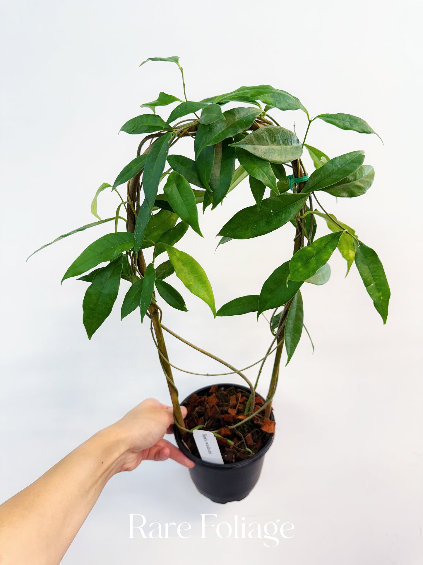 Hoya Wallichii 5” Trellis
