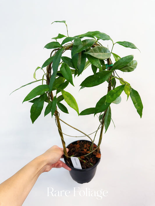 Hoya Wallichii 5” Trellis