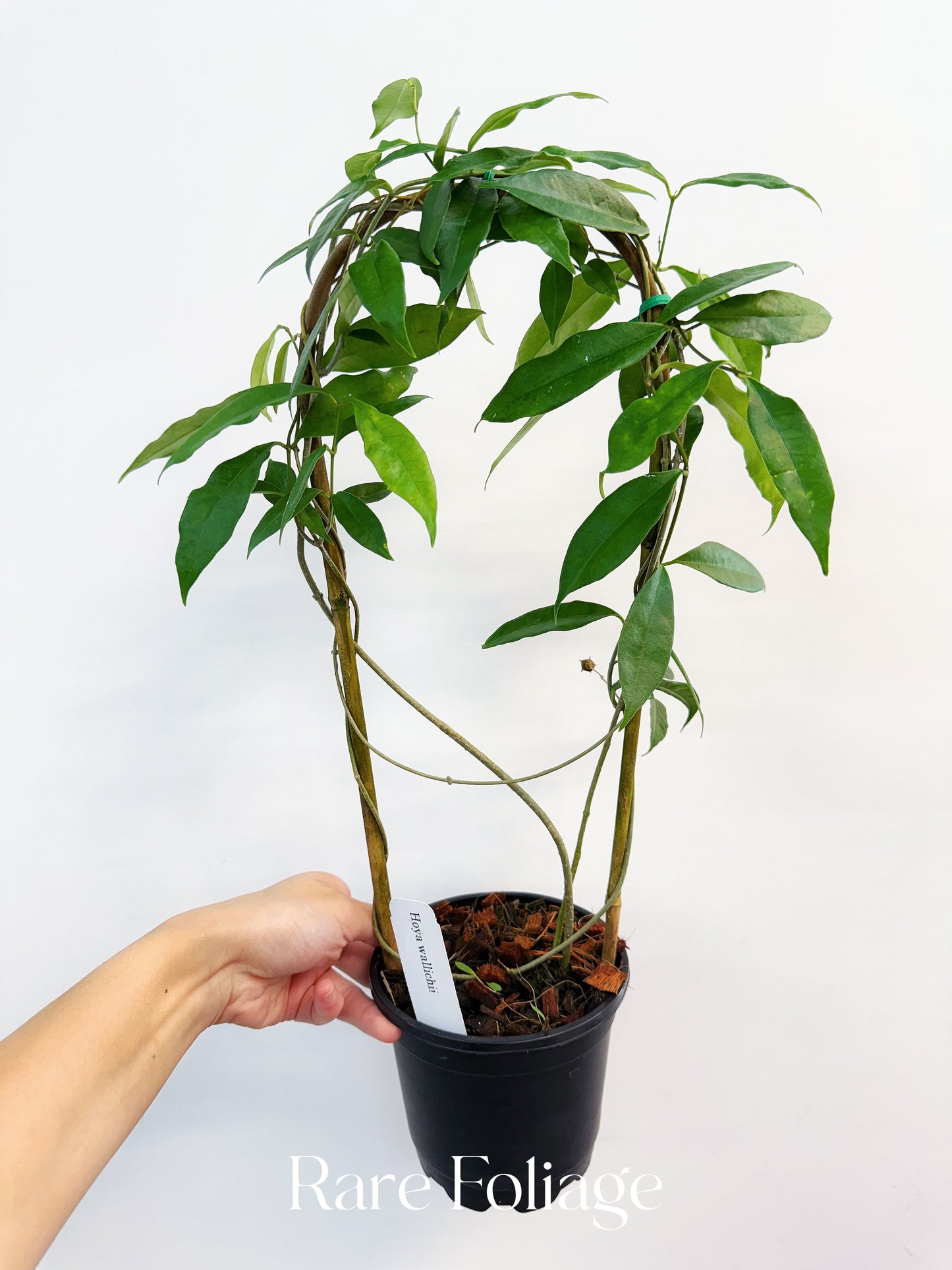 Hoya Wallichii 5” Trellis