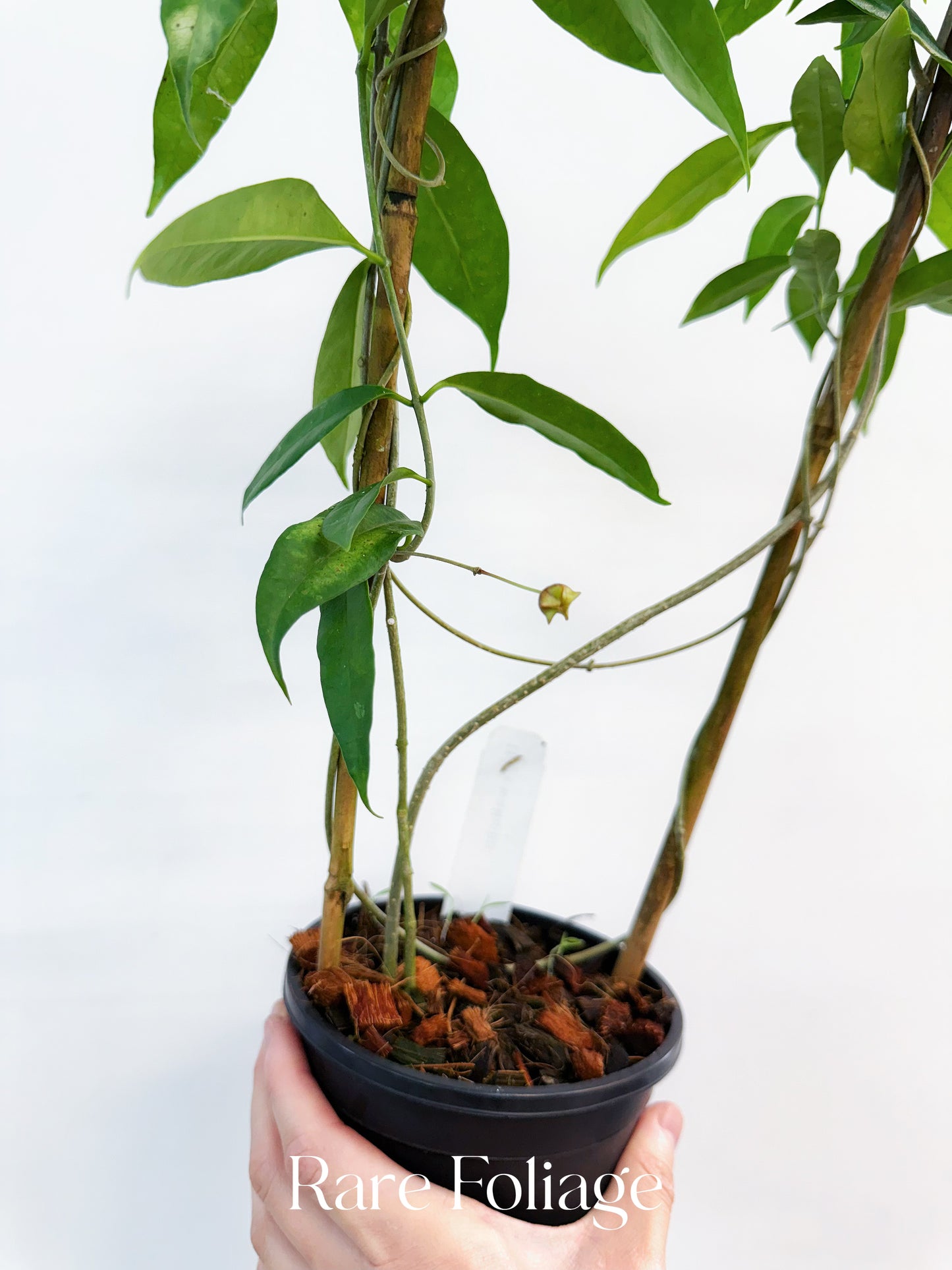 Hoya Wallichii 5” Trellis