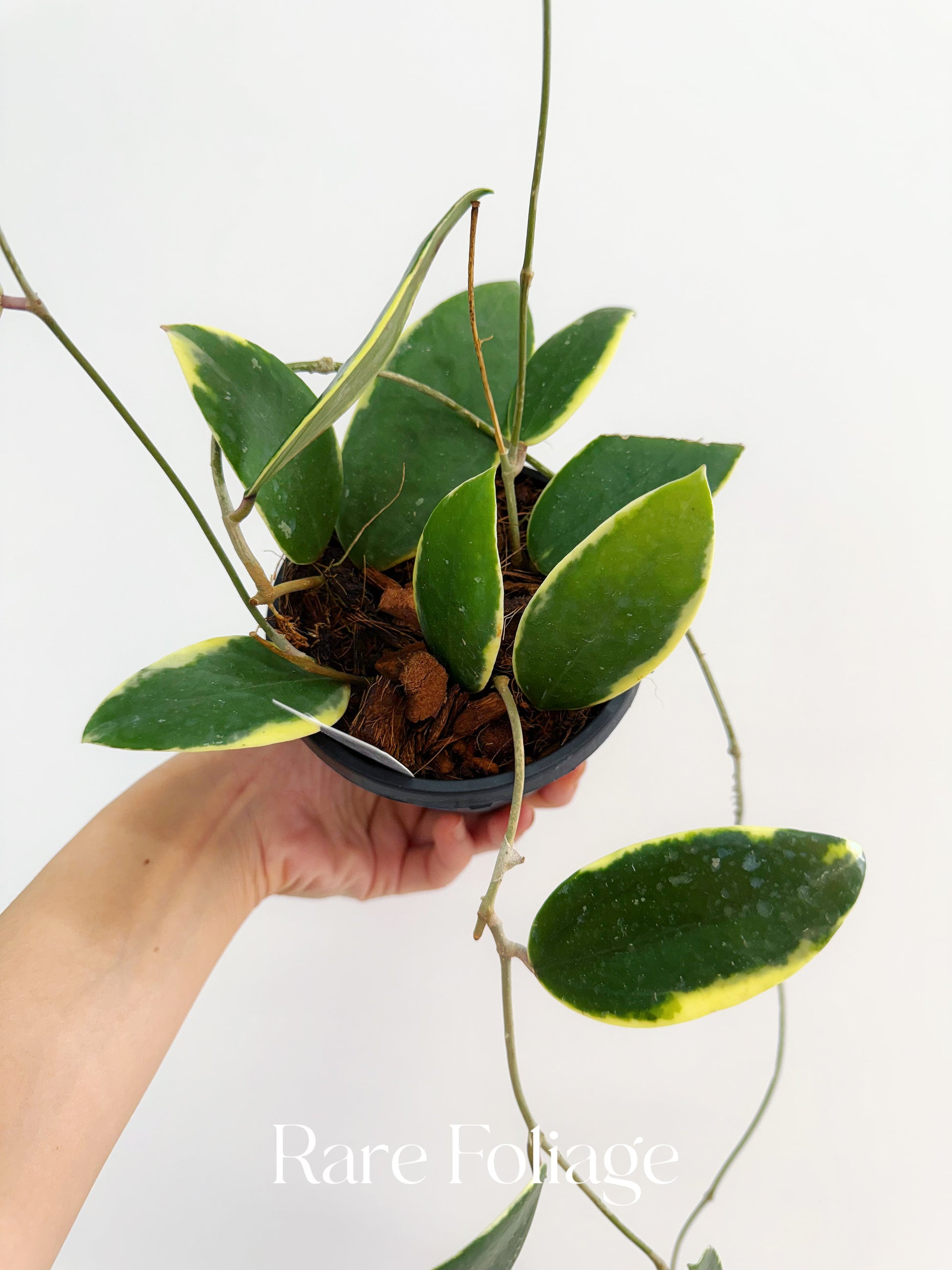 variegated hanging house plants Hoya Acuta Outer Variegated 4" Hanging Basket – Rare Foliage Plant Co