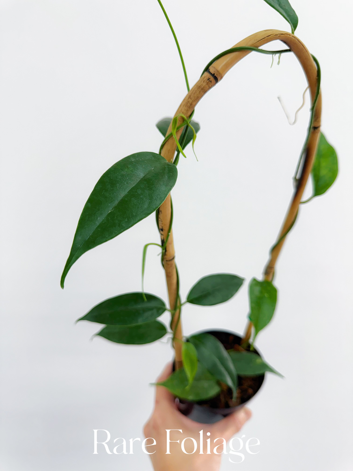 Hoya Buotii Trellis 4"