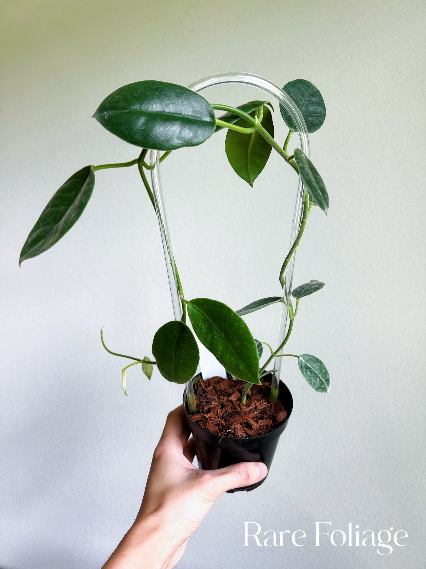 Hoya Lauterbachii Trellis 4"