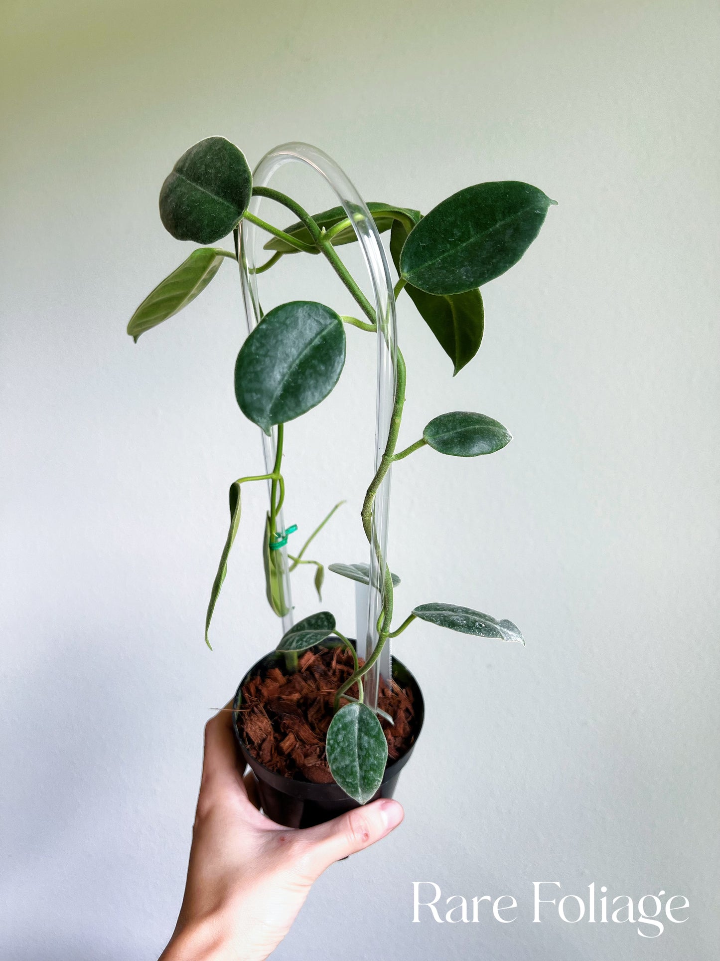 Hoya Lauterbachii Trellis 4"